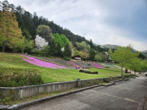 芝桜